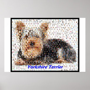 Póster Yorkshire Terrier Montage