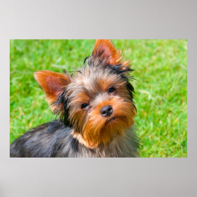 Póster Yorkshire Terrier procurando (Frente)