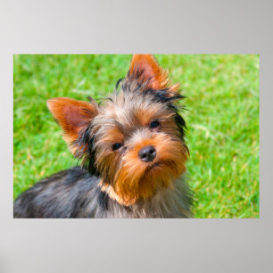 Póster Yorkshire terrier que olha acima