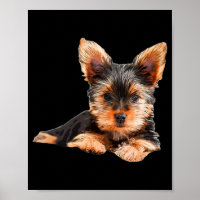 Yorkshire terrier Yorkie Puppy Dog