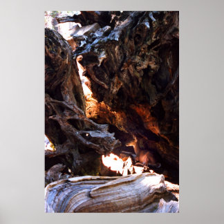 Póster Yosemite Deer