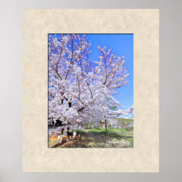 Poster Yoshino Cherry