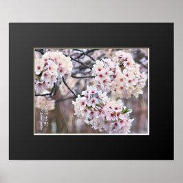 Poster Yoshino Cherry