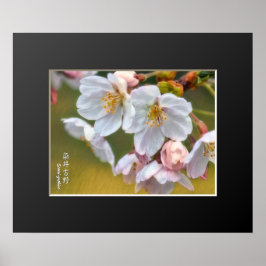 Poster Yoshino Cherry ポスター