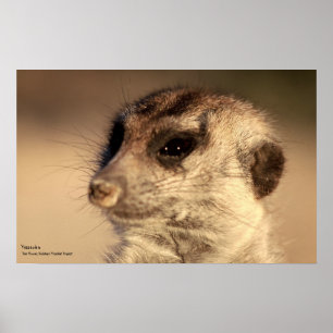 Poster Yossarian - Coleção Royal Whiskers