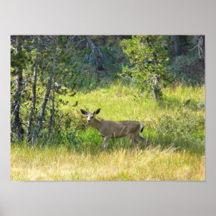 Poster Young Buck em Yosemite, CA