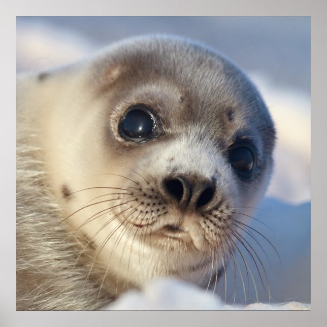Póster Young Harp Seal (Frente)