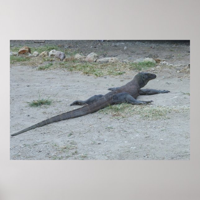 Poster Young Komodo Dragon (Frente)