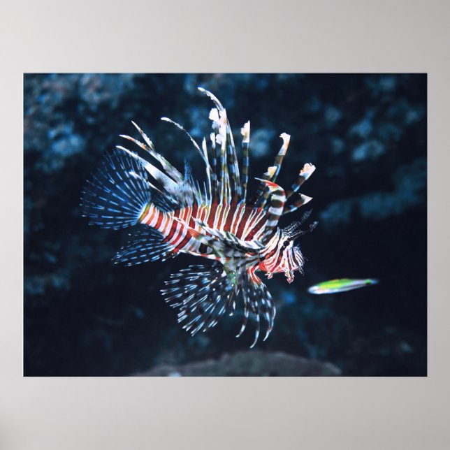 Poster Young Lionfish (Frente)