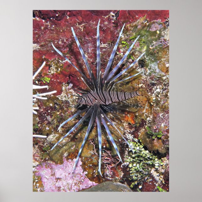 Poster Young Lionfish (Frente)