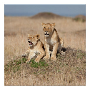 Póster Young lions