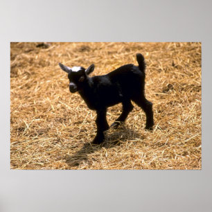 Póster Young Pigmy Goat