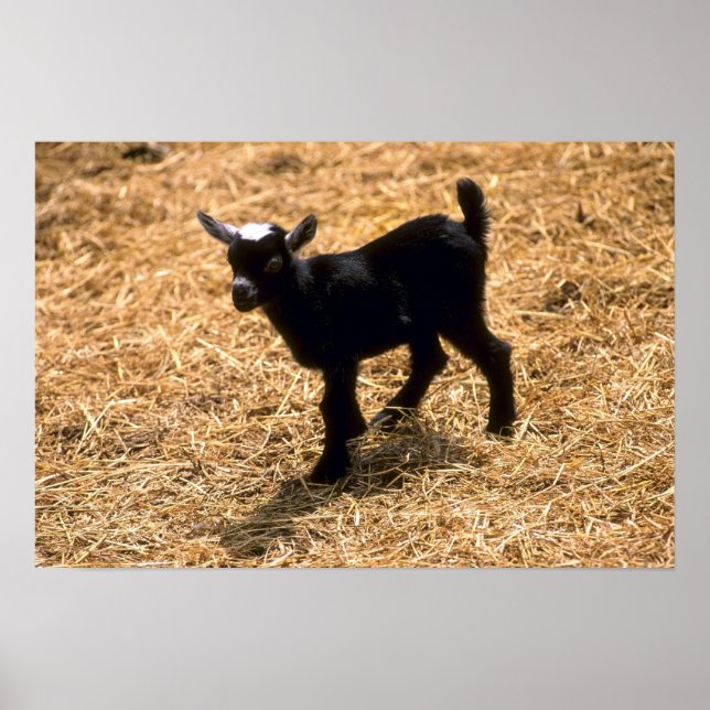 Póster Young Pigmy Goat (Frente)