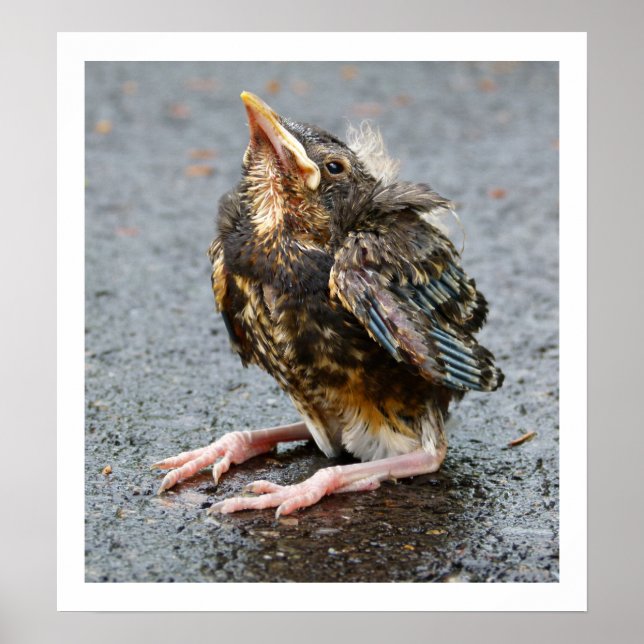 Póster Young Robin Sitting (Frente)