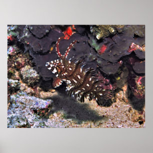 Poster Young Rockmover Wrasse