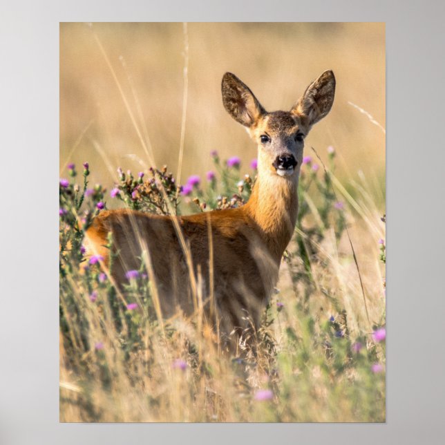 Poster Young Roe Deer em Meadow (Frente)