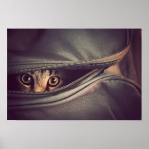 Póster Young Tabby Kitten