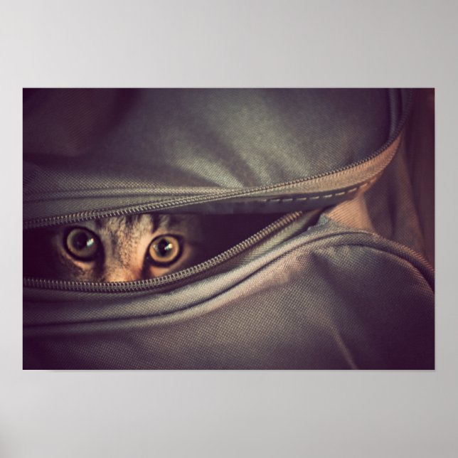 Póster Young Tabby Kitten (Frente)