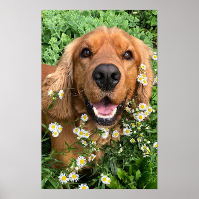 Poster Your Dog Image Here (Frente)