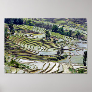 Poster Yuanyang Rice Terraces, Yunnan - China