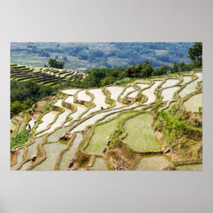 Poster Yuanyang Rice Terraces, Yunnan - China