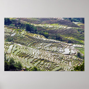 Poster Yuanyang Rice Terraces, Yunnan - China
