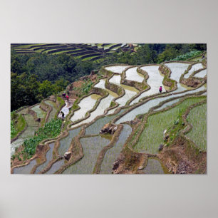 Poster Yuanyang Rice Terraces, Yunnan - China