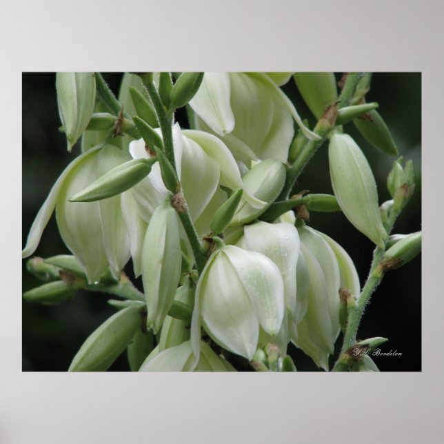 Poster Yucca Blooms (Frente)