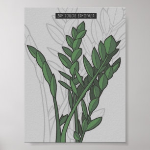 Poster Zamioculcas zamiifolia ZZ
