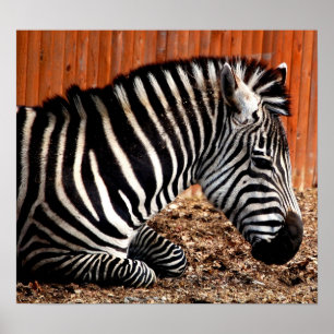 Poster Zebra