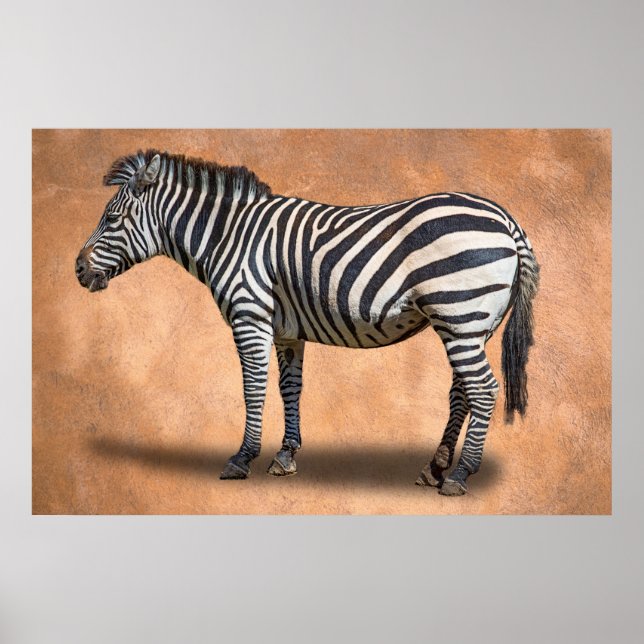 PÓSTER ZEBRA (Frente)