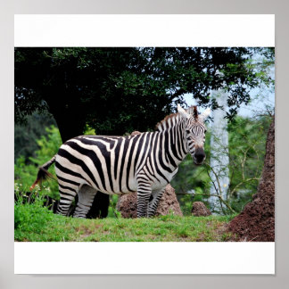 Póster Zebra