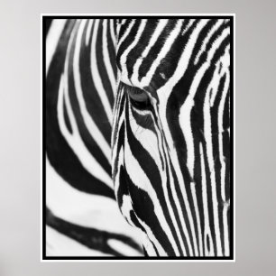 Póster Zebra