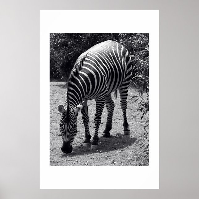 Póster Zebra (Frente)