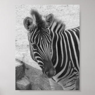 Poster Zebra