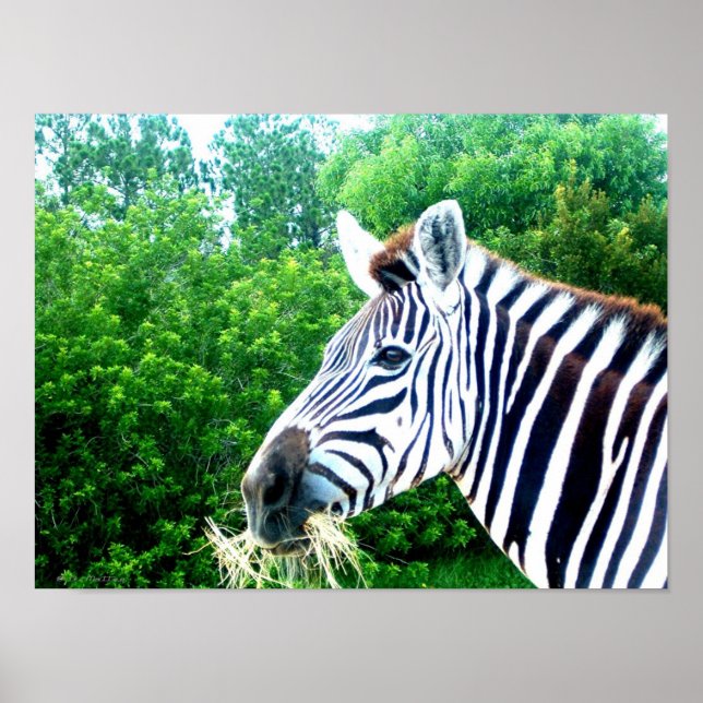 Poster Zebra (Frente)