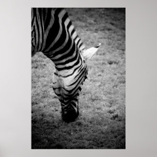 Poster zebra