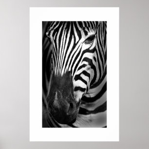 Póster Zebra #1