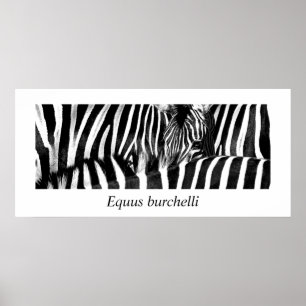 Póster Zebra #2-Poster