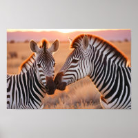 Zebra Animal Nature Afetação à Vida Selvagem