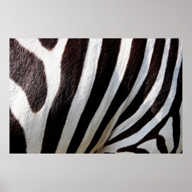 Poster zebra animal stripes mamífero equino (Frente)