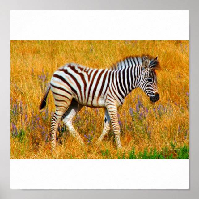 Póster Zebra Baby (Frente)