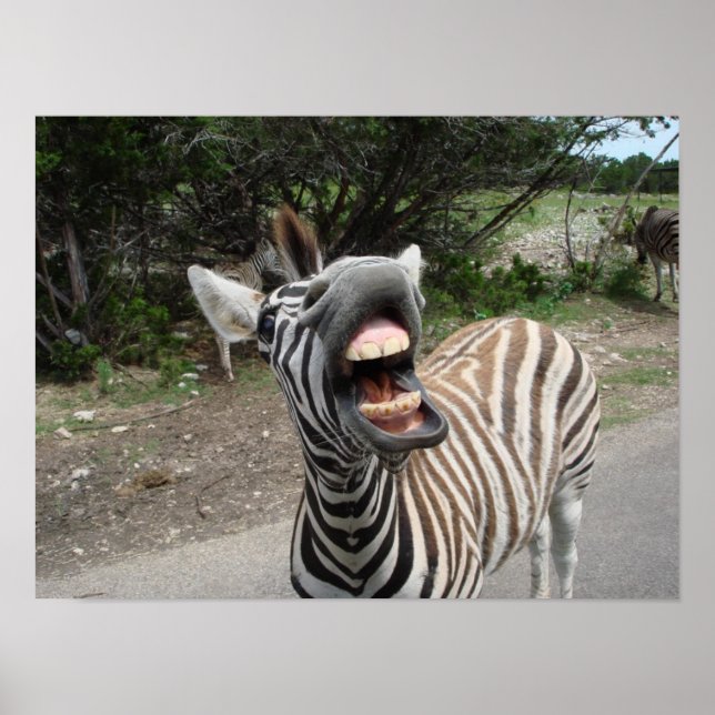 Poster zebra bizarra (Frente)