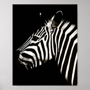 Poster Zebra Black and White Stripes Animal