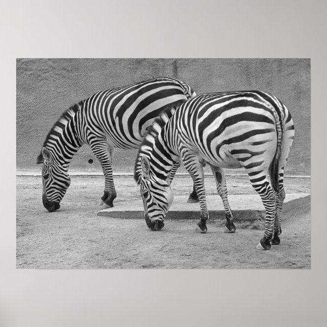 Poster Zebra Buddies (Frente)