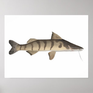 Poster Zebra Catfish