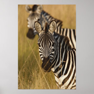 Poster Zebra de Burchell em grama alta de verão, Masai