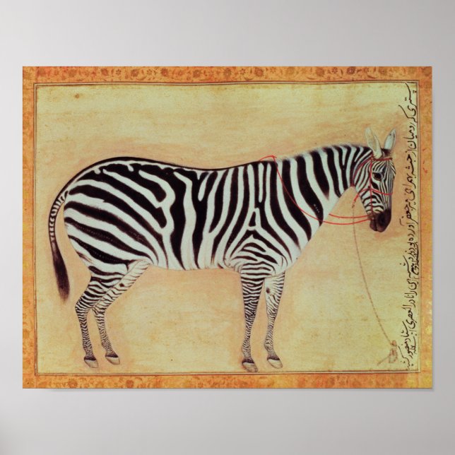 Póster Zebra, do "Álbum Minto", Mughal, 1621, (Frente)