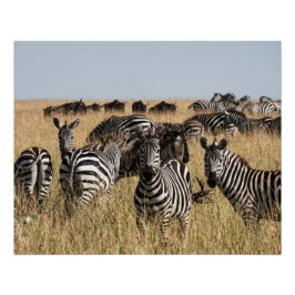 Póster Zebra do Grant