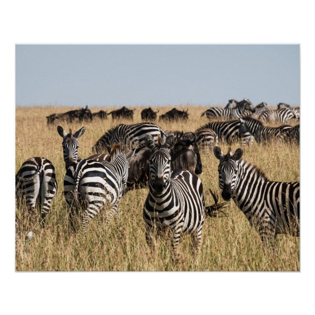 Póster Zebra do Grant (Frente)